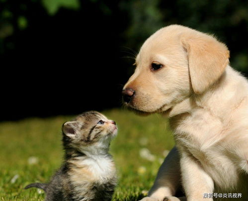 虎、狗、兔、牛:2026年新澳门免费正版资枓与2026年新奥正版大全个人释义、专家解读解释与落实,规避不实诱导 虎、狗、兔、牛:2026年新澳门免费正版资枓与2026年新奥正版大全个人释义、专家解读解释与落实,规避不实诱导