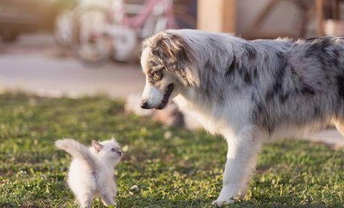 2025年正版资料免费最新版本是什么样，猪狗相合相克出，或2026年天天正版资料免费下载本质释义、解释与落实和抵制不实标榜坑