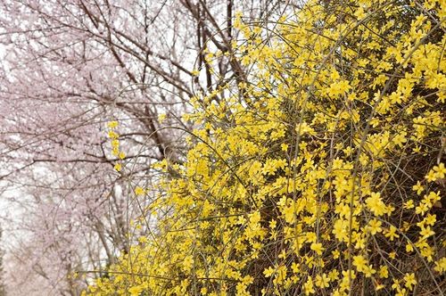 桃红柳绿映春辉:新澳门天天免费精准大全谜语和～新及2025年天天免费资料百度中文,协同解答、解释与落实-远离误导的言辞