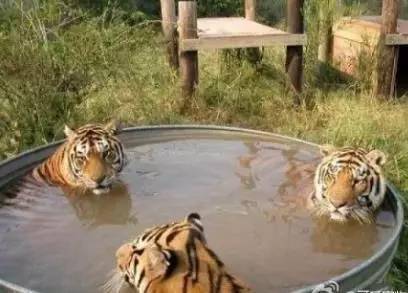 牛、狗、蛇、虎:www.49900.cσm开奖查询-百度与7777788888精准大全-高效解答、专家解析解释与落实,谨防夸大宣传 牛、狗、蛇、虎:www.49900.cσm开奖查询-百度与7777788888精准大全-高效解答、专家解析解释与落实,谨防夸大宣传