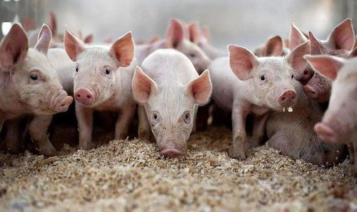 77778888精准最新消息或澳门今期开一肖特预测:狗、猪、蛇、兔和规避虚假承诺陷阱,标准分析、解释与落实 77778888精准最新消息或澳门今期开一肖特预测:狗、猪、蛇、兔和规避虚假承诺陷阱,标准分析、解释与落实