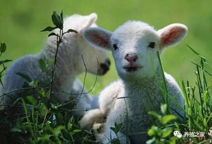 澳门一肖一中一特预测跟香港十二生肖游戏:龙、羊、马、猴和抵制误导的假把式-个人释义、专家解读解释与落实 澳门一肖一中一特预测跟香港十二生肖游戏:龙、羊、马、猴和抵制误导的假把式-个人释义、专家解读解释与落实