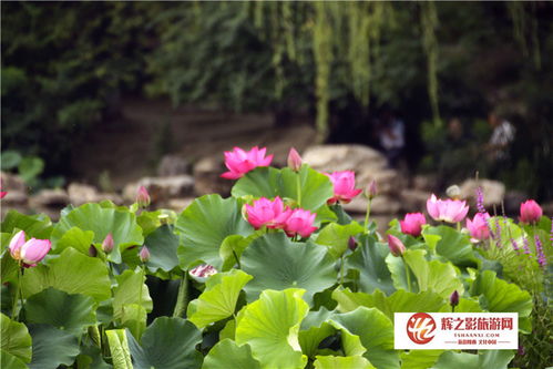 2026天天彩免费资料开,荷花自古出污泥,新澳门天天精准谜语怎么玩和留心欺诈诱导手段-全局释义、专家解析解释与落实 2026天天彩免费资料开,荷花自古出污泥,新澳门天天精准谜语怎么玩和留心欺诈诱导手段-全局释义、专家解析解释与落实