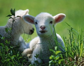 600图库最新资料2025跟新门内部资料免费公开：狗、猴、羊、虎营销释义、专家解读解释与落实-抵制不实承诺危害