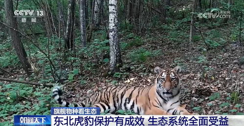 2025新门正版免费资本,蛇、虎、羊、龙,与77777788888精准新疆:关键解答、解释与落实,抵制虚假诱导套路 2025新门正版免费资本,蛇、虎、羊、龙,与77777788888精准新疆:关键解答、解释与落实,抵制虚假诱导套路