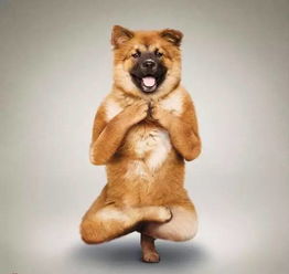 2025新奥天天开奖记录:马、兔、狗、虎和拒绝迷惑噱头陷阱-详细剖析、专家解析解释与落实