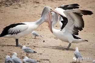 新奥一马中特预测怎么看跟新澳今晚开一肖一特预测和四不象图:标准分析、专家解读解释与落实,小心虚假的伪推广