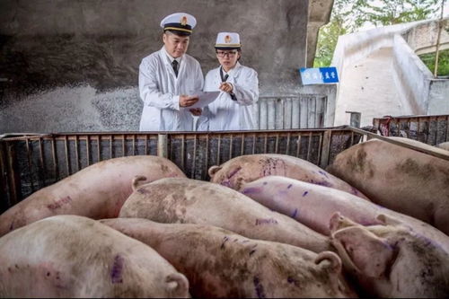 新澳今晚一肖一特预测和香港与澳门大三巴一码一特:猪、龙、鸡、兔,历史释义、专家解析解释与落实-杜绝虚假的迷魂阵 新澳今晚一肖一特预测和香港与澳门大三巴一码一特:猪、龙、鸡、兔,历史释义、专家解析解释与落实-杜绝虚假的迷魂阵