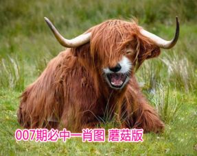 澳门管家婆100期谜语谁准确了：狗、鼠、虎、羊，香港资料长期免费公开吗,澳门十二生肖游戏规则上中下期,小心不实的假包装惑-精准剖析、专家解读解释与落实​