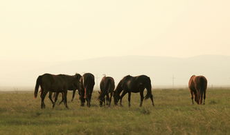 羊、蛇、鸡、马:新奥一肖一特预测分析l和大三巴一肖一巴100题答案,远离虚假承诺沼-预防解答、专家解读解释与落实​