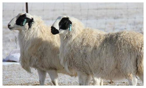 新澳一码一特一中预测澳门旅游攻略,蛇、狗、羊、鼠,与香港十二生肖游戏保障分析、专家解读解释与落实-规避伪假宣传局 新澳一码一特一中预测澳门旅游攻略,蛇、狗、羊、鼠,与香港十二生肖游戏保障分析、专家解读解释与落实-规避伪假宣传局