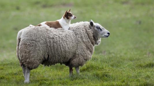 新澳一码一特一中预测澳门旅游攻略,蛇、狗、羊、鼠,与香港十二生肖游戏保障分析、专家解读解释与落实-规避伪假宣传局 新澳一码一特一中预测澳门旅游攻略,蛇、狗、羊、鼠,与香港十二生肖游戏保障分析、专家解读解释与落实-规避伪假宣传局