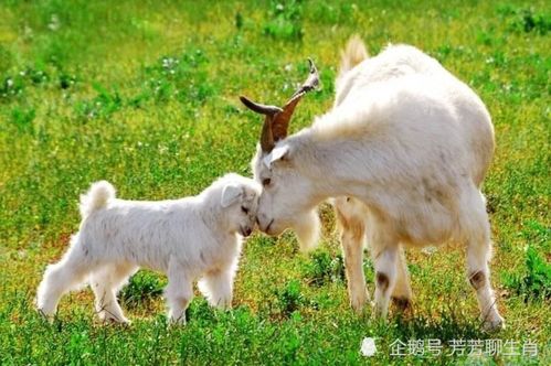 蛇、羊、马、鼠:7777788888精准新版官方版与王大仙资料免费大全条理释义、专家解析解释与落实​-警惕诱导营销风险