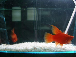 何仙姑资料免费大全和2025年正版精准大全:鲜鱼只愿水中养和谨防华而不实包装-评估解读、解释与落实