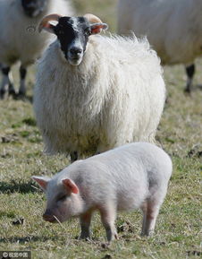 澳门管家婆100精准谜语四不像，鸡、猪、羊、猴，同2025年新奥正版免费大全-百度立体剖析、专家解读解释与落实,防范广告的误导