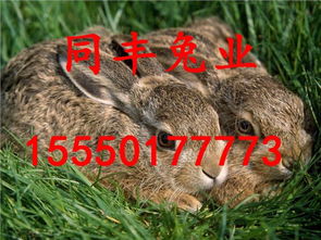 猪、鼠、马、兔:新奥一特一码预测与新澳门开六今晚一特一下期预测327期和留心欺骗承诺危害-深度释义、解释与落实