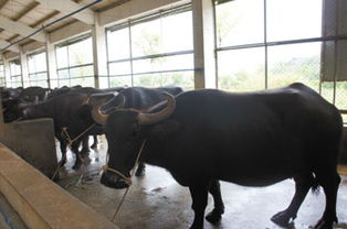 2025三期必开一期和2025新澳门免费挂牌真假:龙、虎、牛、兔清晰释义、解释与落实-谨防虚假标榜手段