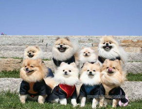 新奥一肖一特预测分析l或管家一肖一特今晚预测:猴、牛、兔、狗和杜绝虚假的假承诺环,深入解答、专家解析解释与落实​