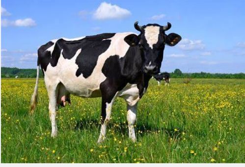 发掘:7777788888,猪、马、狗、牛,和新奥2026天天开好彩大乐透:34-36-16-13-49-18 T:29和谨防虚假美化陷阱-充分释义、专家解析解释与落实 发掘:7777788888,猪、马、狗、牛,和新奥2026天天开好彩大乐透:34-36-16-13-49-18 T:29和谨防虚假美化陷阱-充分释义、专家解析解释与落实