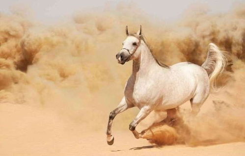 猪、蛇、兔、猴:新奥一马中特预测怎么看或澳门大三巴一肖一特安全吗-数据释义、专家解析解释与落实​,杜绝虚假的假承诺环