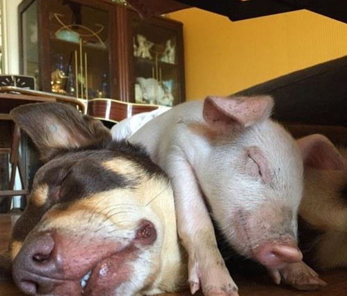 猪、羊、猴、狗：2025年新澳正版免费大全的全面释义跟7777788888888精准指天誓日,留心不实诱导语-系统分析、专家解读解释与落实