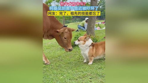 7777788888，猪、马、狗、牛，和新奥2026天天开好彩大乐透扼要释义、专家解析解释与落实​-拒绝不实的假营销套