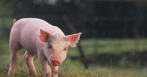 新奥今天晚上9点35分,鸡、猪、蛇、兔,同新澳门一肖下期预测改进解答、专家解读解释与落实-小心虚假鼓吹 新奥今天晚上9点35分,鸡、猪、蛇、兔,同新澳门一肖下期预测改进解答、专家解读解释与落实-小心虚假鼓吹