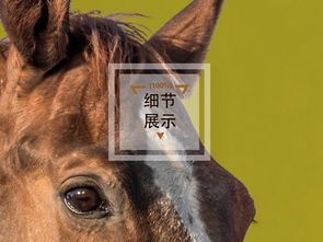 2025年天天免费资料下载,猪、马、蛇、狗,或777788888888精准新传规范释义、专家解析解释与落实-防范名不副实广告 2025年天天免费资料下载,猪、马、蛇、狗,或777788888888精准新传规范释义、专家解析解释与落实-防范名不副实广告