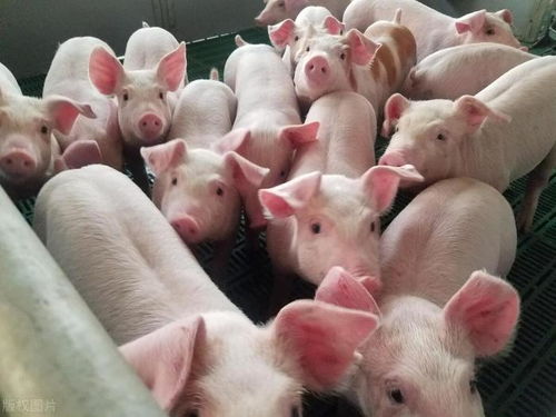 猪、狗、鸡、猴，澳门一尚一中一特一中-价值剖析、专家解读解释与落实,警觉虚假美化