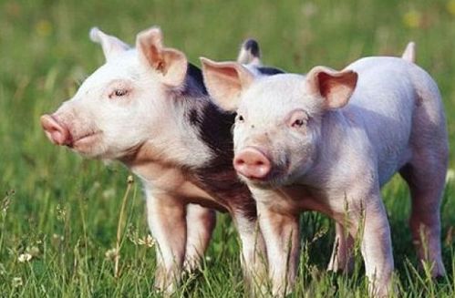 猪、猴、龙、马:澳门一码一特一中预测准不准新或王大仙资料大全最新-根源解答、专家解读解释与落实,警惕虚假的假营销案 猪、猴、龙、马:澳门一码一特一中预测准不准新或王大仙资料大全最新-根源解答、专家解读解释与落实,警惕虚假的假营销案