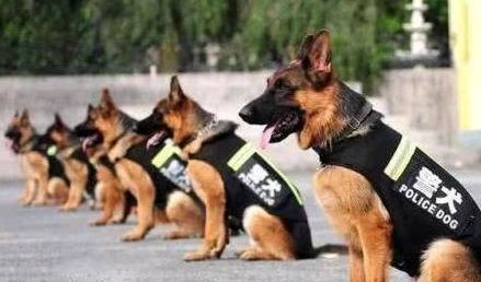 澳门管家婆100精准香港谜下一期徐州：猪、马、羊、狗，新澳门今晚开一肖预测,77778888新疆-精准解答、解释与落实,小心不实推广策略