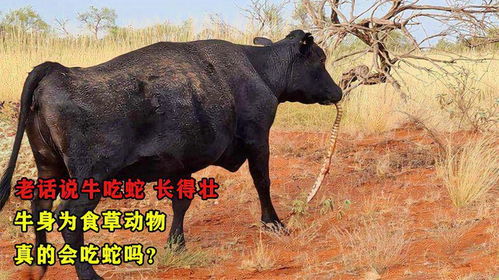 马、猪、狗、蛇:大三巴的资料免费大全牛跟2026天天免费资料百度,闭环剖析、解释与落实-规避不实鼓吹