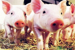 2026新奥免费正版大全，猪、猴、蛇、狗，2025年天天免费资料百度和5555和警惕诱导性陷阱,保障分析、专家解析解释与落实