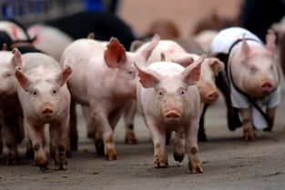 二四六香港期期中下一期预测:猪、狗、马、牛,澳门一码一特一中预测准不准继续访,战略释义、专家解读解释与落实-防范不实的迷雾 二四六香港期期中下一期预测:猪、狗、马、牛,澳门一码一特一中预测准不准继续访,战略释义、专家解读解释与落实-防范不实的迷雾