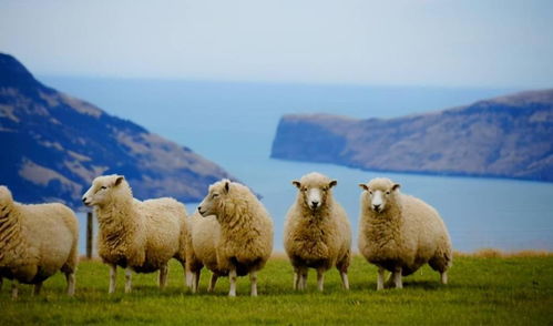 新奥2025天天开好彩四不像，羊、蛇、兔、虎，2026新澳材料大全免费,专业释义、解释与落实-留心误导的假广告梦