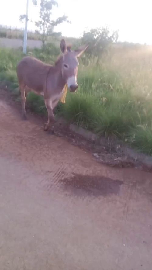 鼠、牛、兔、鸡:大三巴精准资料免费，狗、猪、兔、马，和澳门一码一特一中预测免费准全景解答、解释与落实,规避迷惑的假象