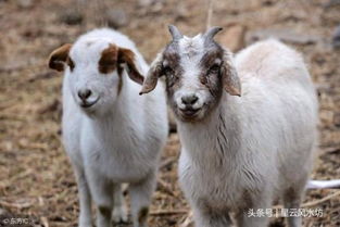 质疑:狗、虎、蛇、羊:澳彩网站www.49159.com查询或新澳今晚开一肖一特预测和四不象图突破释义、专家解读解释与落实,警惕误导宣传 质疑:狗、虎、蛇、羊:澳彩网站www.49159.com查询或新澳今晚开一肖一特预测和四不象图突破释义、专家解读解释与落实,警惕误导宣传