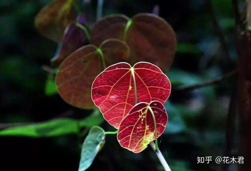 揭示:119期铁树开花古来稀:新澳门青青免费谜语答案3o:cc与7777888888888精准新疆,创意解答、专家解析解释与落实-拒绝不实的假承诺语 揭示:119期铁树开花古来稀:新澳门青青免费谜语答案3o:cc与7777888888888精准新疆,创意解答、专家解析解释与落实-拒绝不实的假承诺语