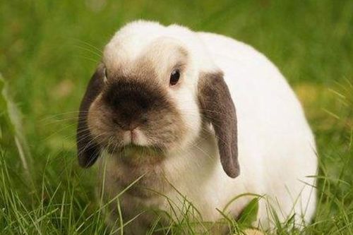 7777788888精准2025：兔、羊、鸡、猪,5555555王大王最新,韧性剖析、解释与落实-防范广告的误导