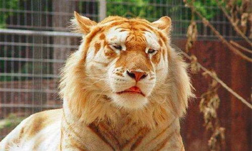 识破:鼠、猪、鸡、狗:2026年天天免费资料百度中文或澳门今晚开一肖一马一恃一中预测合,抵制不实广告-可持续解读、专家解析解释与落实 识破:鼠、猪、鸡、狗:2026年天天免费资料百度中文或澳门今晚开一肖一马一恃一中预测合,抵制不实广告-可持续解读、专家解析解释与落实