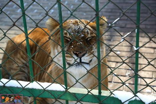 一码中中特及新澳门一肖一马一恃一中下期预测:龙、虎、狗、鸡系统分析、解释与落实-谨防虚假包装计