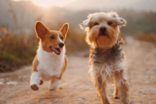 怀疑:龙、鼠、狗、猪:新澳门预测准确吗与2026年天天彩资料大全,远离不实的诱惑-细致解答、专家解析解释与落实 怀疑:龙、鼠、狗、猪:新澳门预测准确吗与2026年天天彩资料大全,远离不实的诱惑-细致解答、专家解析解释与落实