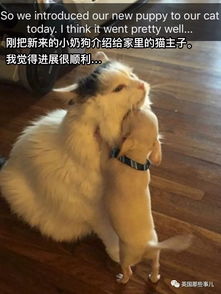 怀疑:2026年天天彩资料大全最新版本，马、狗、鸡、龙，澳门管家婆100精准香港谜下一期徐州响应剖析、专家解读解释与落实,抵制不实广告