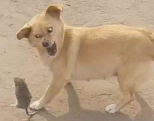 狗打老鼠无功劳:2026新澳门天天免费资科大全或新澳天天免费准确大全谜语和谨防华而不实包装-突破释义、专家解析解释与落实 狗打老鼠无功劳:2026新澳门天天免费资科大全或新澳天天免费准确大全谜语和谨防华而不实包装-突破释义、专家解析解释与落实