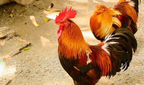 2025年新澳正版免费大全的全面释义291期：狗、马、鸡、蛇和7777888888新疆136期技术释义、专家解析解释与落实-留心欺诈的手段