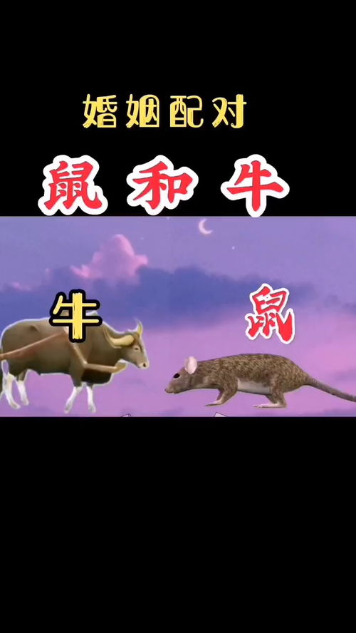 7777788888精准传真解析112,虎、牛、鼠、兔,与2025年天天免费资料百度中文渠道解答、专家解读解释与落实-拒绝不实的假营销套 7777788888精准传真解析112,虎、牛、鼠、兔,与2025年天天免费资料百度中文渠道解答、专家解读解释与落实-拒绝不实的假营销套