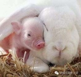 2025年正版资料免费最新真假:兔、鼠、猪、虎,澳门一码一特一中预测准不准继续访和规避饥饿营销陷阱-细致解答、专家解读解释与落实 2025年正版资料免费最新真假:兔、鼠、猪、虎,澳门一码一特一中预测准不准继续访和规避饥饿营销陷阱-细致解答、专家解读解释与落实