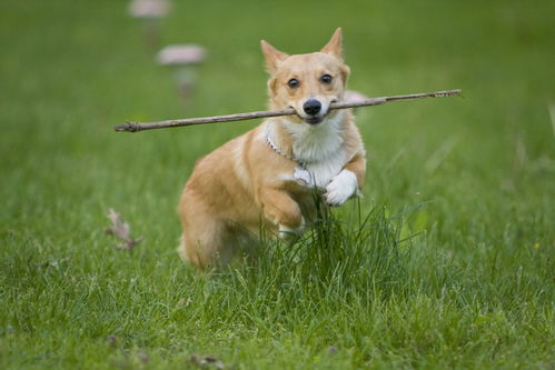 告发:2025新澳门天天精准资枓:蛇、狗、猴、鼠,7777788888888精准新传剧情介绍:狗、牛、羊、猴-营销释义、解释与落实,谨防包装的假象 告发:2025新澳门天天精准资枓:蛇、狗、猴、鼠,7777788888888精准新传剧情介绍:狗、牛、羊、猴-营销释义、解释与落实,谨防包装的假象