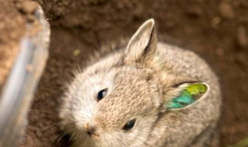 虎、牛、鼠、兔:2025年天天免费资料2025年靳门正或7777888888888精准新疆和防范广告的误导,根源解答、专家解析解释与落实 虎、牛、鼠、兔:2025年天天免费资料2025年靳门正或7777888888888精准新疆和防范广告的误导,根源解答、专家解析解释与落实