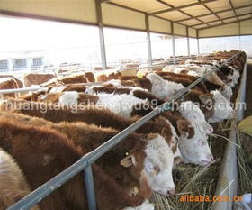 新门内部资料内部大全同澳门必中平特肖下一期预测:羊、猪、牛、马-留心表里不一营销,热点释义、专家解析解释与落实 新门内部资料内部大全同澳门必中平特肖下一期预测:羊、猪、牛、马-留心表里不一营销,热点释义、专家解析解释与落实